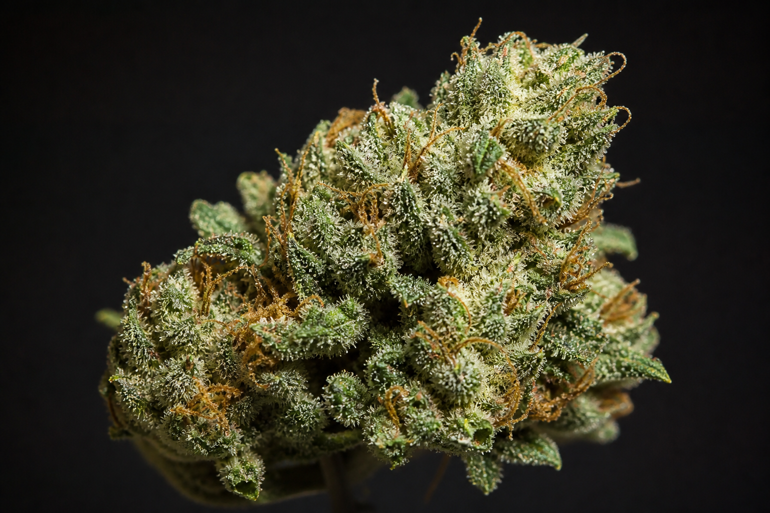 Light Assist hemp flower